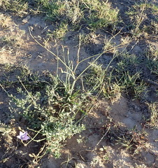 Wahlenbergia rivularis