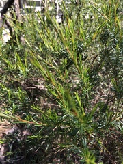 Hypericum fasciculatum
