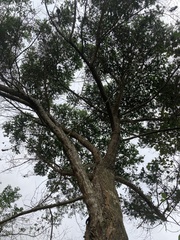 Baccharis lancifolia