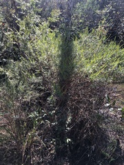 Hypericum fasciculatum