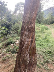 Baccharis lancifolia