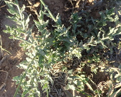 Wahlenbergia rivularis