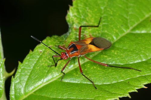 Hypselonotus interruptus