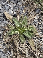 Dipsacus fullonum