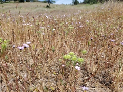 Chorizanthe stellulata