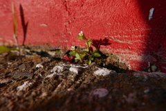 Saxifraga tridactylites