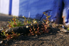 Saxifraga tridactylites
