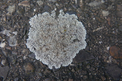 Protoparmeliopsis muralis