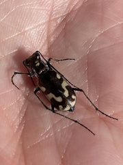 Cicindela willistoni