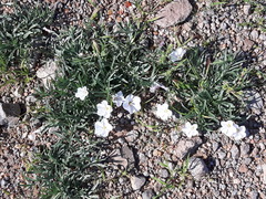 Convolvulus ammannii