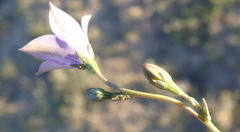Wahlenbergia rivularis