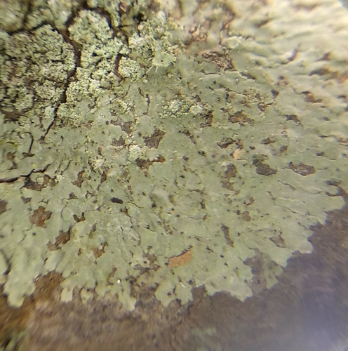 Grainy Shadow-crust Lichen