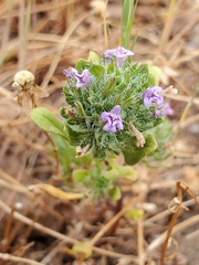 Pogogyne zizyphoroides