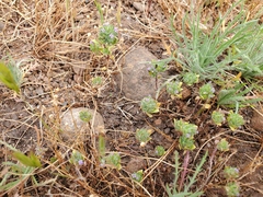 Pogogyne zizyphoroides