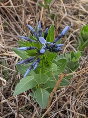 Amsonia ciliata texana