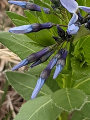 Amsonia ciliata texana