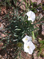 Convolvulus ammannii