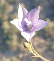 Wahlenbergia rivularis