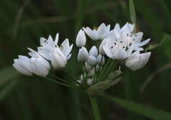 Allium palaestinum