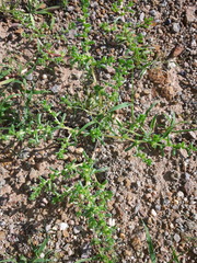 Halogeton arachnoides