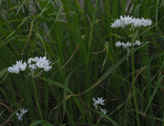 Allium palaestinum