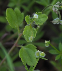 Veronica panormitana