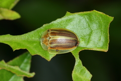Anacassis fuscata