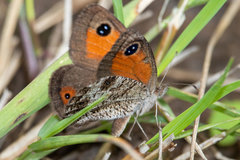 Pseudonympha magoides
