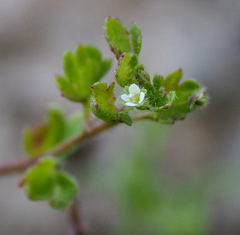 Veronica panormitana
