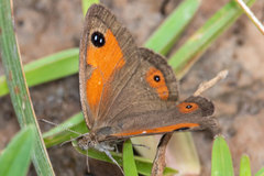 Pseudonympha magoides