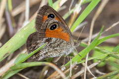 Pseudonympha magoides