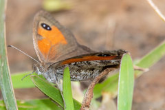 Pseudonympha magoides