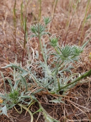 Eryngium castrense