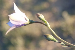 Wahlenbergia rivularis