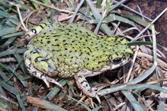 Anaxyrus debilis