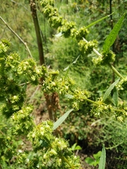 Rumex nepalensis
