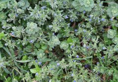 Veronica triphyllos