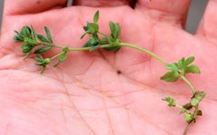 Veronica triphyllos
