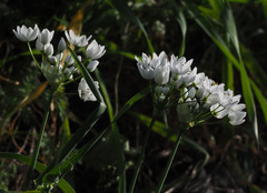 Allium palaestinum