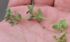 Veronica triphyllos