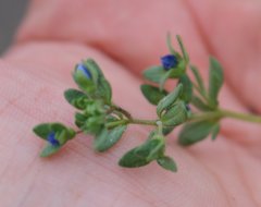 Veronica triphyllos