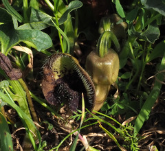 Aristolochia bottae