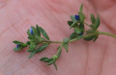 Veronica triphyllos