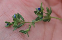 Veronica triphyllos