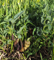 Aristolochia bottae