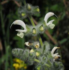 Salvia dominica