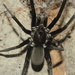 Southern House Spider - Photo (c) Juan Cruzado Cortés, some rights reserved (CC BY-SA), uploaded by Juan Cruzado Cortés