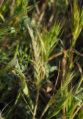 Festuca ambigua