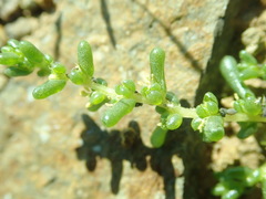 Halogeton arachnoides