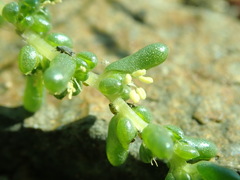 Halogeton arachnoides